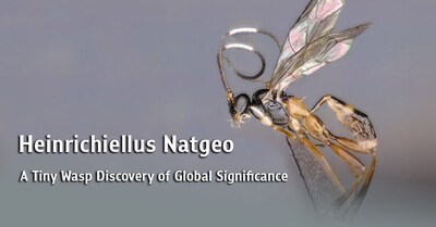 Heinrichiellus natgeo A Tiny Wasp Discovery of Global Significance