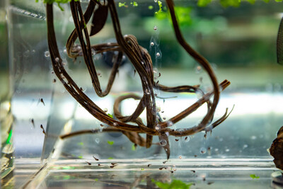 InfoComm Asia also serves as the annual flagship gathering for AVIXA--the global Audiovisual and Integrated Experience Association--chapters in Asia