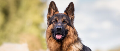 New global research commissioned by ROYAL CANIN® reveals disconnect in how owners understand their pet’s ageing. New global research commissioned by ROYAL CANIN® reveals disconnect in how owners understand their pet’s ageing.