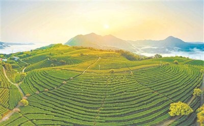 Photo shows the tea gardens in Tanyang Village of Fu'an City in southeast China's Fujian Province. (By Li Yu)