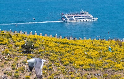 Photo shows the rapeseed flower sea and black-tailed gulls perching on Hailv Island of Rongcheng City in Shandong Province, east China. (Photo by Li Xinjun)