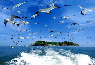 Photo shows black-tailed gulls flying over the Hailv Island of Rongcheng City in Shandong Province, east China. (Photo by Li Xinjun)