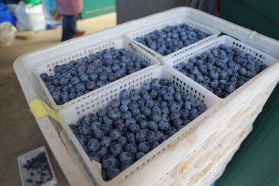 Photo shows some boxes of blueberries ready for shipment to overseas markets in Rizhao City, east China's Shandong Province. (Source: Publicity Department of CPC Rizhao Municipal Committee)