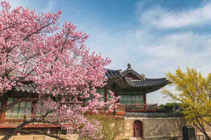 A traditional Asian building surrounded by blooming pink cherry blossom trees under a clear blue sky.