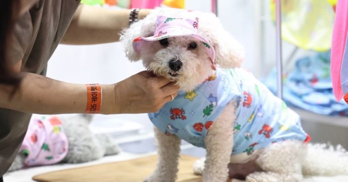 A white poodle wearing a blue shirt with a crab print and a pink sun hat, being dressed by a person.