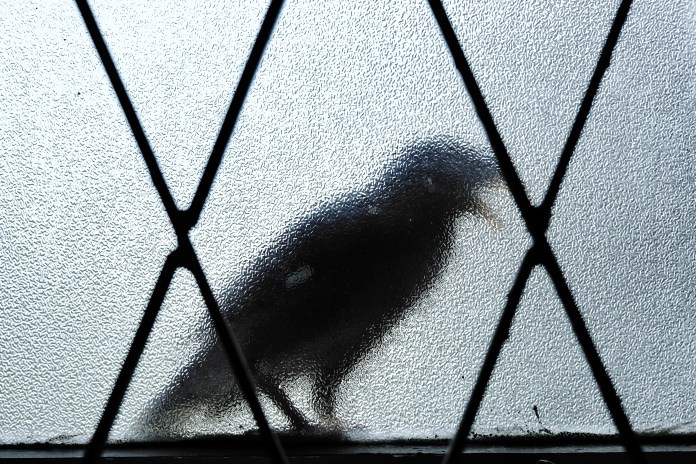 A silhouetted bird seen through textured glass with a crosshatch pattern.