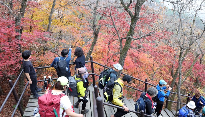 A group of hikers navigating down wooden stairs surrounded by vibrant autumn foliage, featuring red and orange leaves.