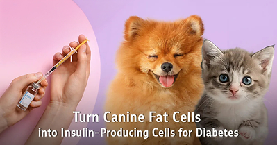 From Canine Fat Tissue to Insulin-Producing Cells