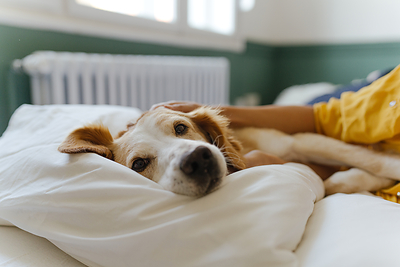 Clearing the Path: Mars Launches Pet Adoption Resource Hub, as New Research Reveals What Holds Adopters Back Clearing the Path: Mars Launches Pet Adoption Resource Hub, as New Research Reveals What Holds Adopters Back
