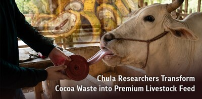 Chulaの研究者、カカオ廃棄物を高品質な家畜飼料に転換