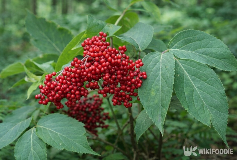 접골목 가지에 붉은 열매가 송이째 맺혀 있는 모습이다. / 위키푸디