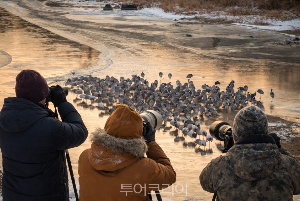 철원 두루미평화타운·철새도래지 탐조관광/사진=강원도