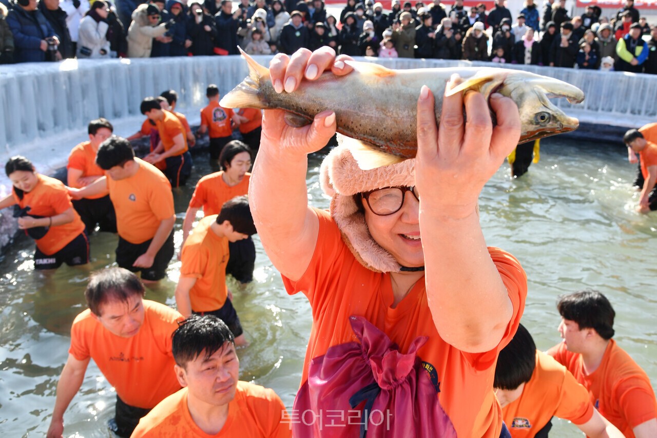 화천산천어축제 맨손잡기/사진-화천군