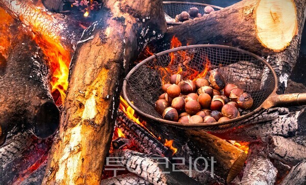 ▲알밤 굽기 대형화로 체험 모습.