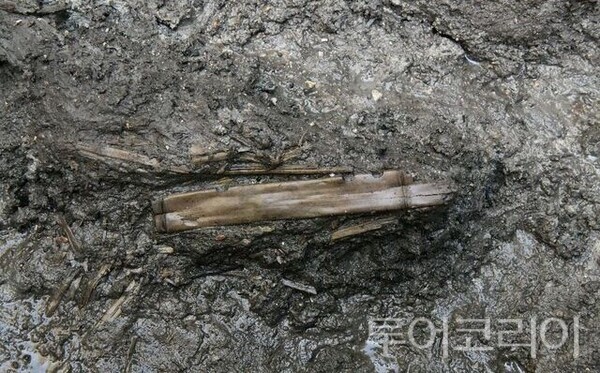 ▲부여군 관북리 유적에서 출토된 1500년 전 백제 궁중에서 연주됐을 것으로 추정되는 대나무 피리 모습. /사진-국가유산청