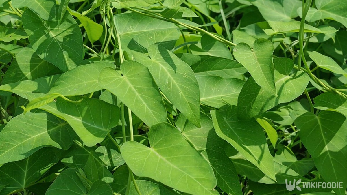 논둑과 밭둑에서 자라는 박주가리 덩굴과 하트 모양 잎의 모습이다. / 위키푸디