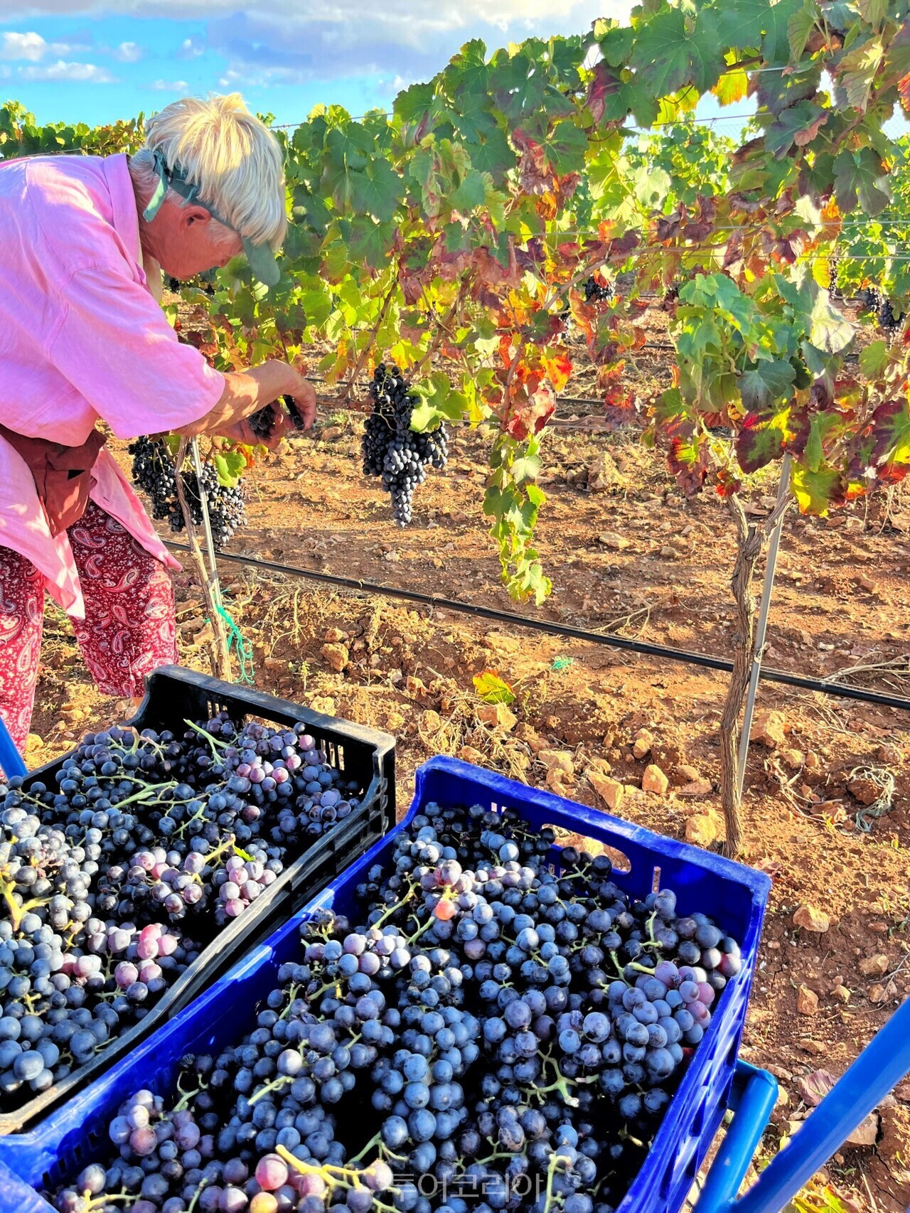 스페인 마요르카 와이너리/사진-코코유럽​