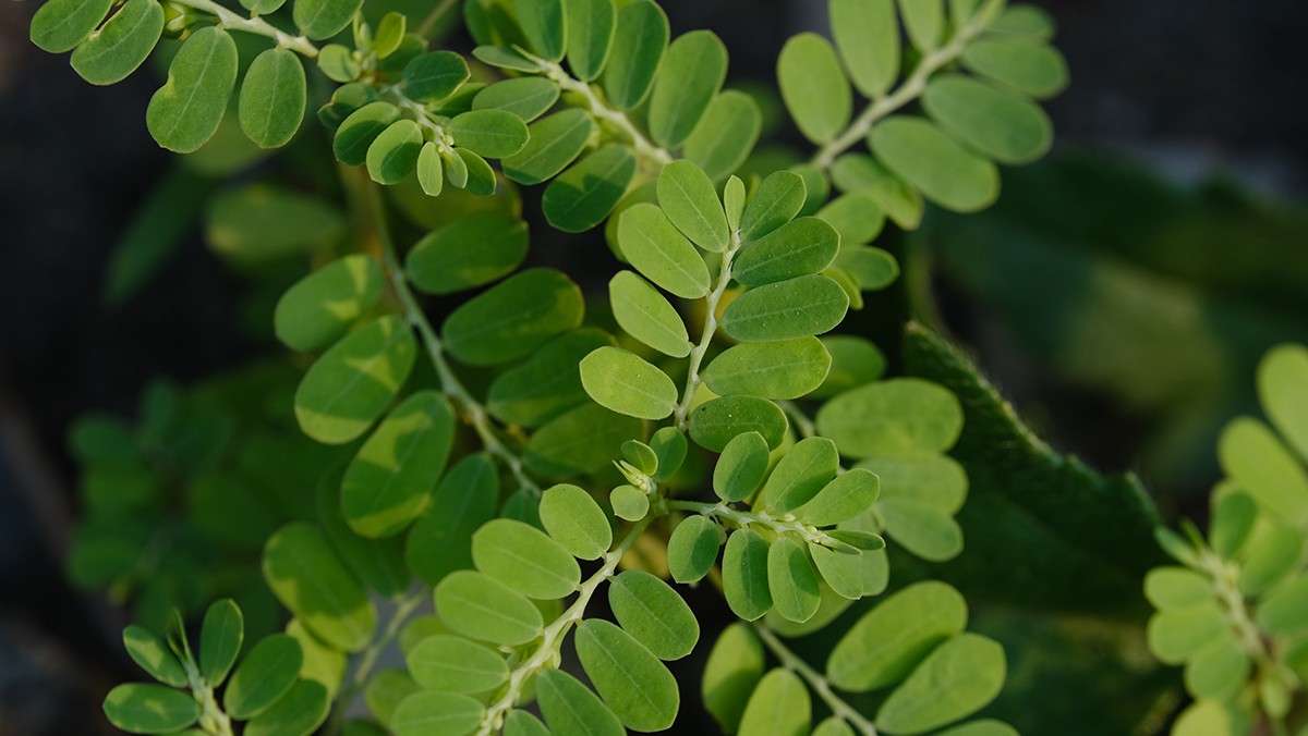 모링가 자료 사진. / xtine_surya-shutterstock.com