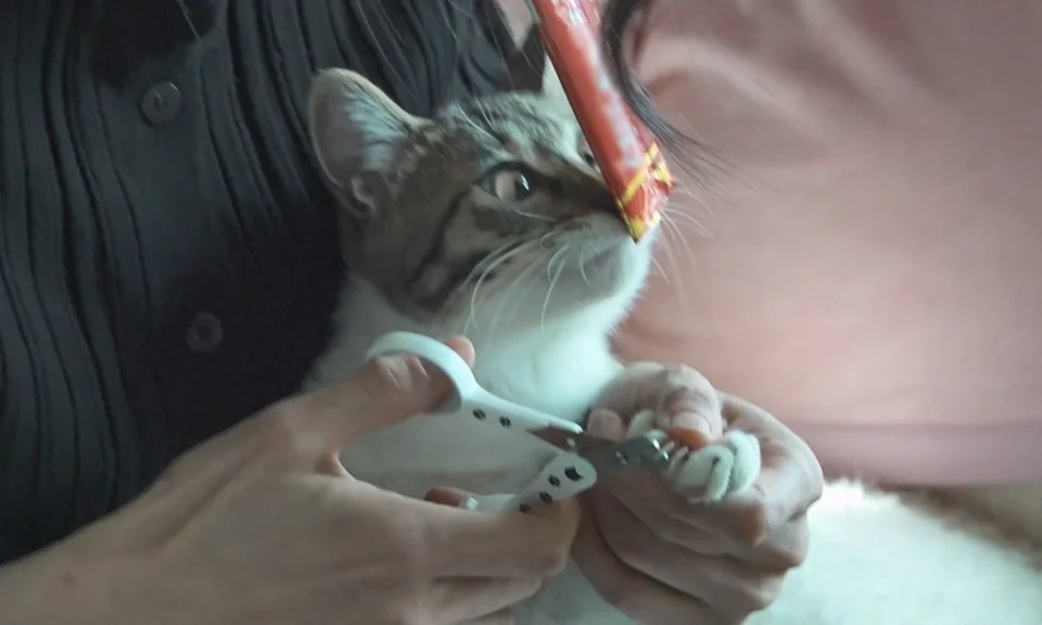 /사진=MBC '나 혼자 산다', 옥자연 시각장애 반려묘 '봄이' 입양 공개