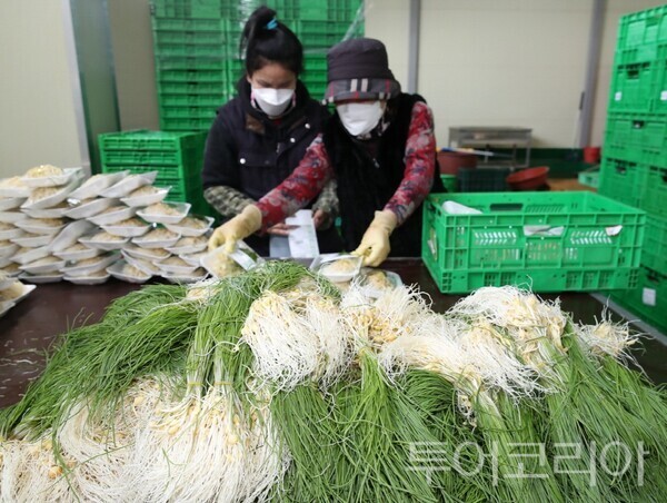 ▲깨끗하게 세척된 달래를 선별하고 있는 모습. /사진-태안군