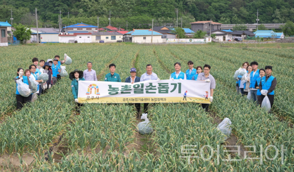 ▲농번기 인력난 해소를 위해 정안면 농가에서 마늘쫑 수확을 돕는 직원들(애터미 홍삼단) 모습. /사진-애터미