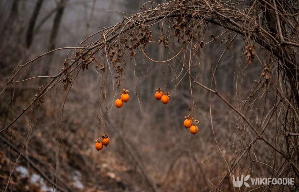 겨울 산기슭 나뭇가지에 엉켜 남아 있는 하늘타리 덩굴과 열매다. / 위키푸디