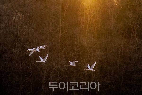 고니의 비상 ⓒ투어코리아-유지훈 기자