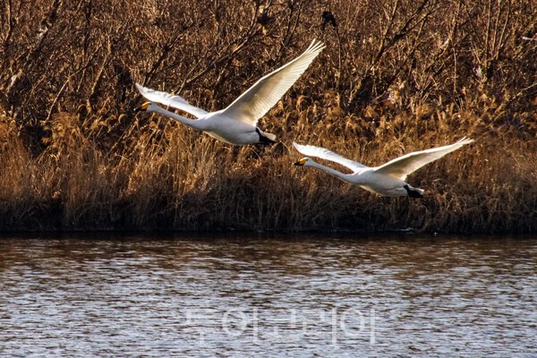 금강을 비상하는 고니  ⓒ투어코리아-유지훈 기자