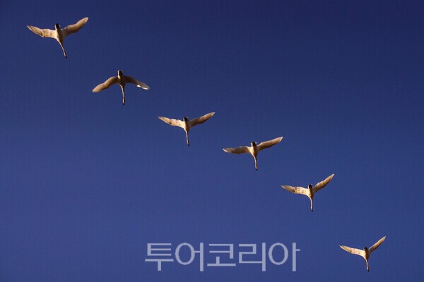 편대를 이루어 날아가는 고니 ⓒ투어코리아-유지훈 기자