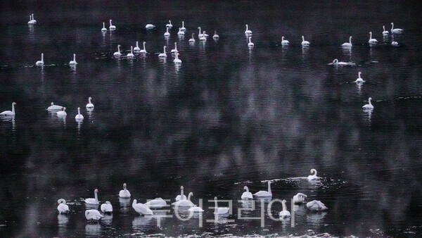 금강에서 집단 서식하는 고니 무리 ⓒ투어코리아-유지훈 기자