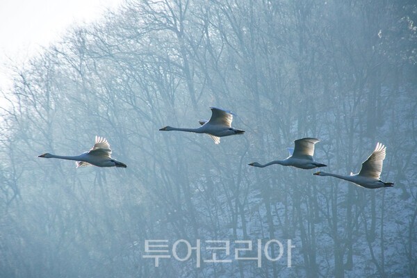 고니들의 비상 ⓒ투어코리아-유지훈 기자