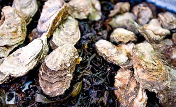 천북굴/사진-보령시