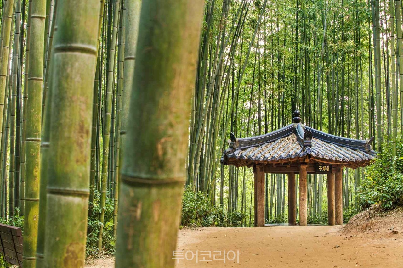 죽녹원 / 사진-담양군