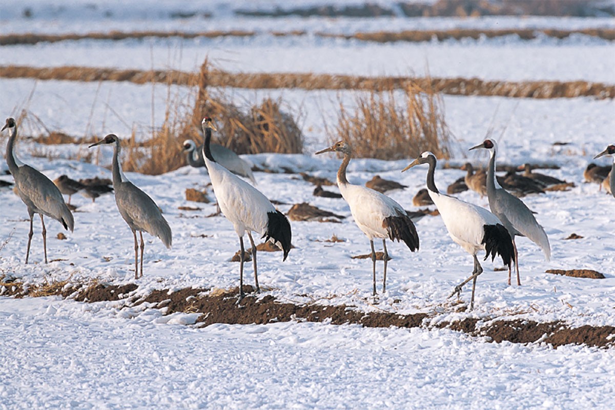 두루미 떼가 눈밭에 서 있다. / 국립생물자원관