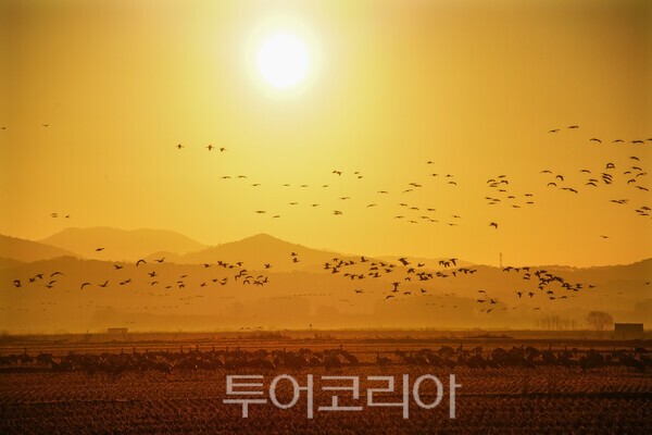 아침 일출에 비상하는 천수만 륵두루미 /사진-투어코리아 유지훈 기자