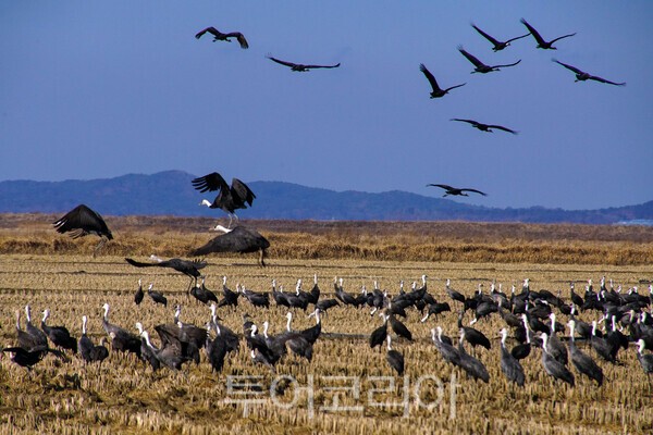 천수만 인근 농경지에서 먹이 활동을 하는 흑두루미/사진-투어코리아 유지훈 기자