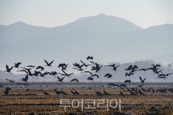 비상하는 흑두루미