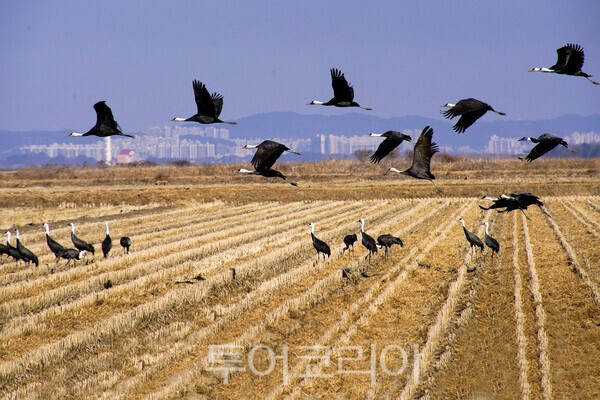 서산 간척지에서 비상하는 흑두루미 /사진-투어코리아 유지훈 기자