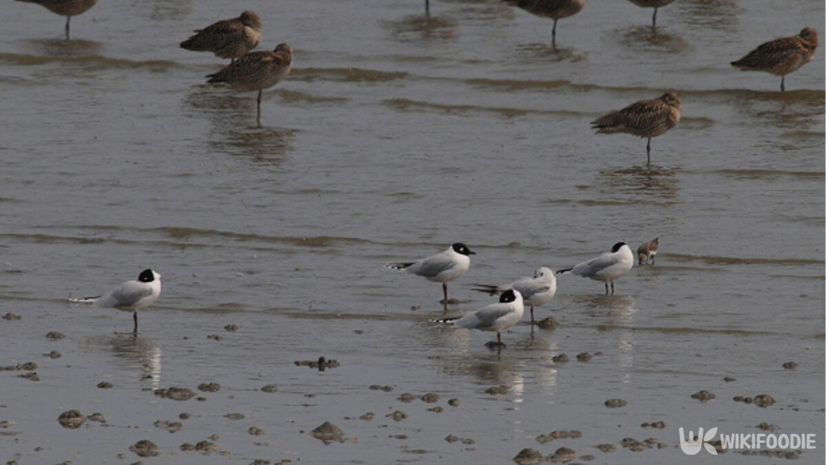 늪에 서 있는 검은머리갈매기의 모습. / 국립생물자원관