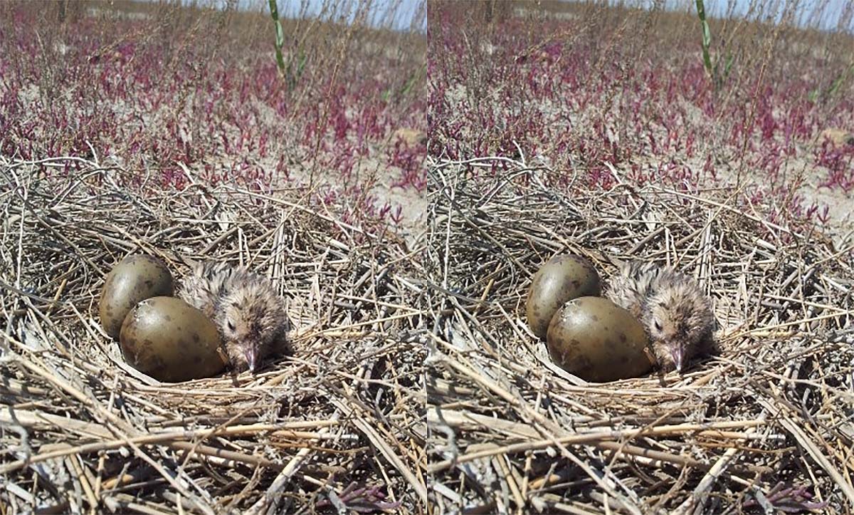 평지에 둥지와 검은머리갈매기 새끼가 놓여 있다. / 국립생물자원관
