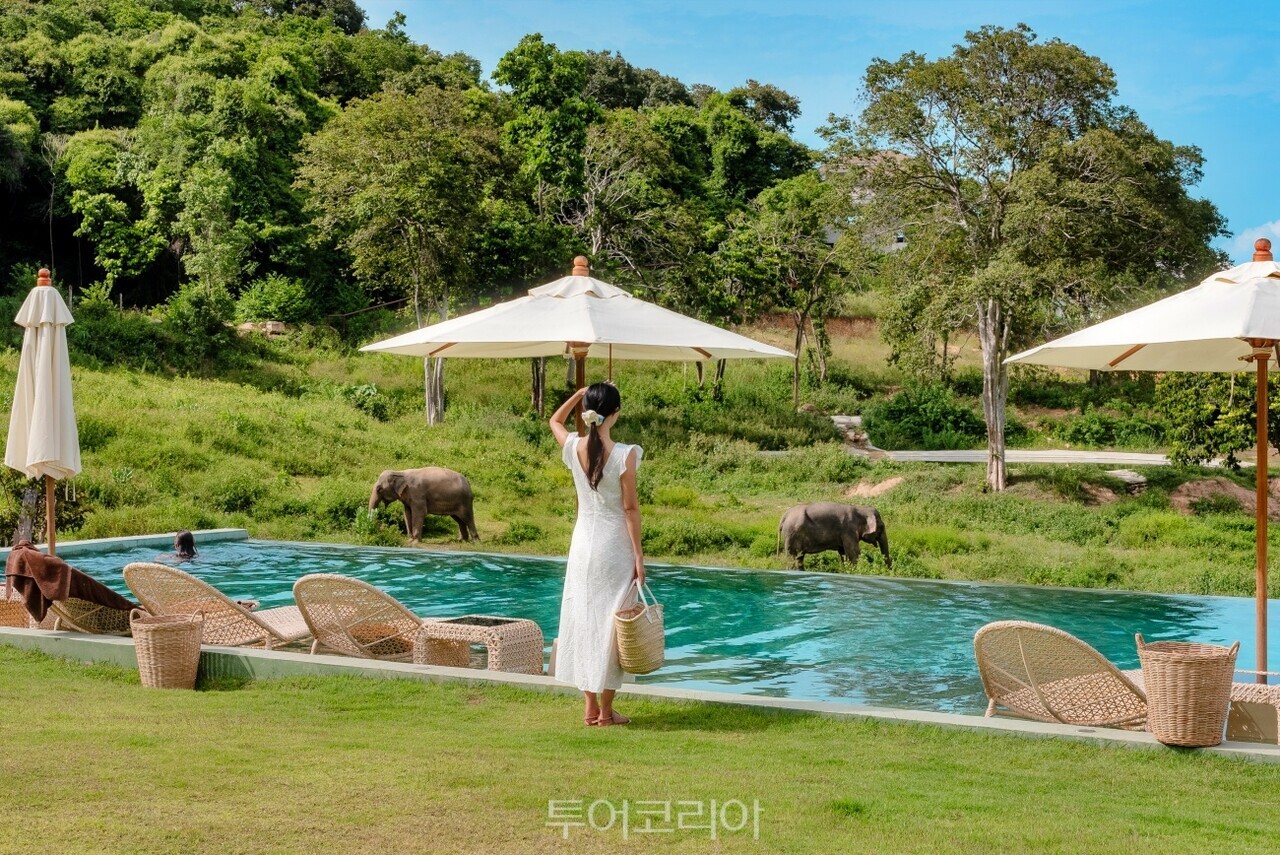 사진-코코사무이