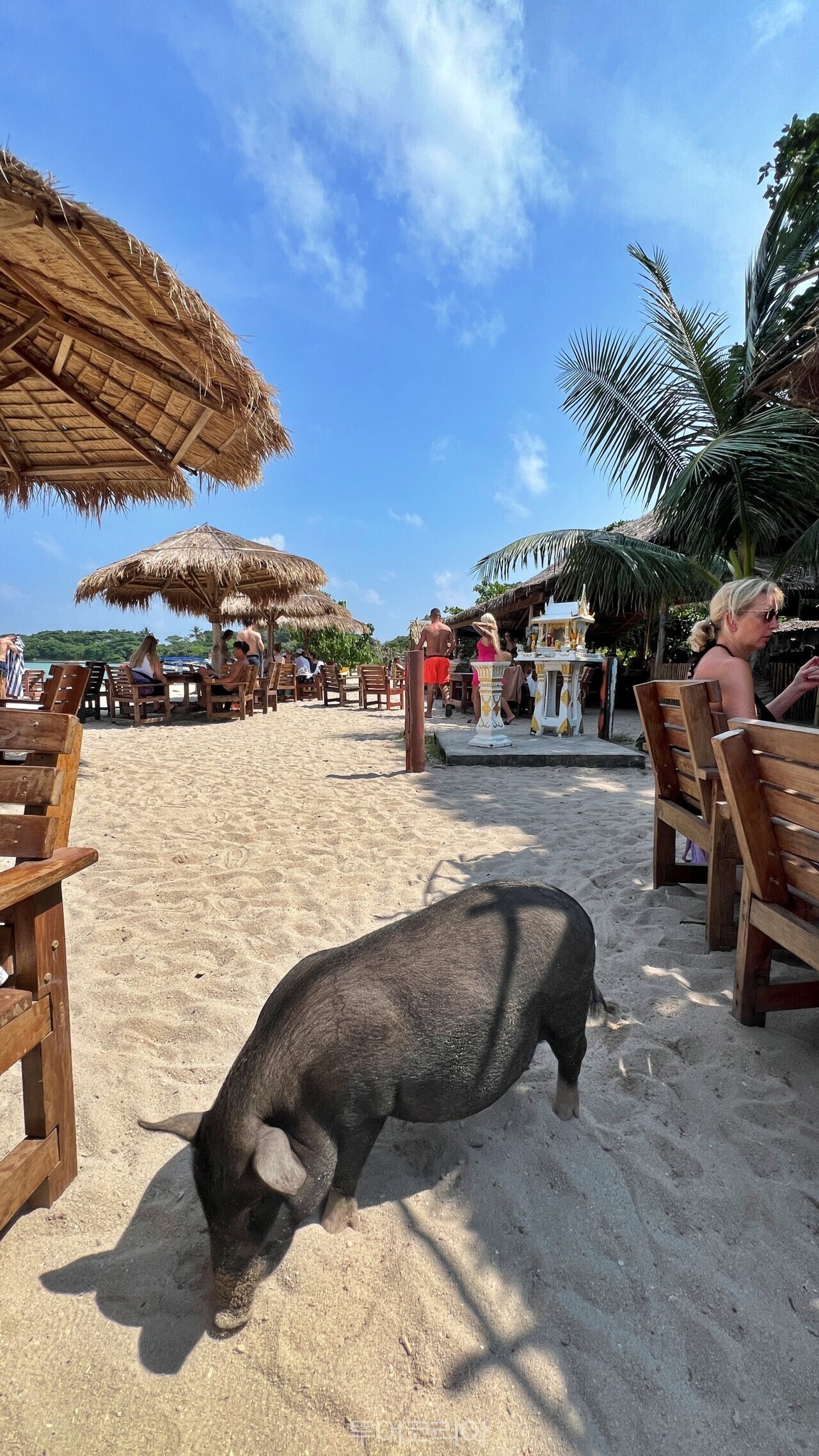 사진-코코사무이