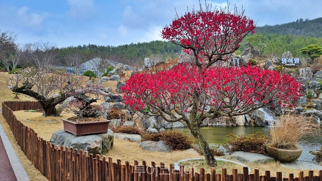 홍매화 / 사진-신안군