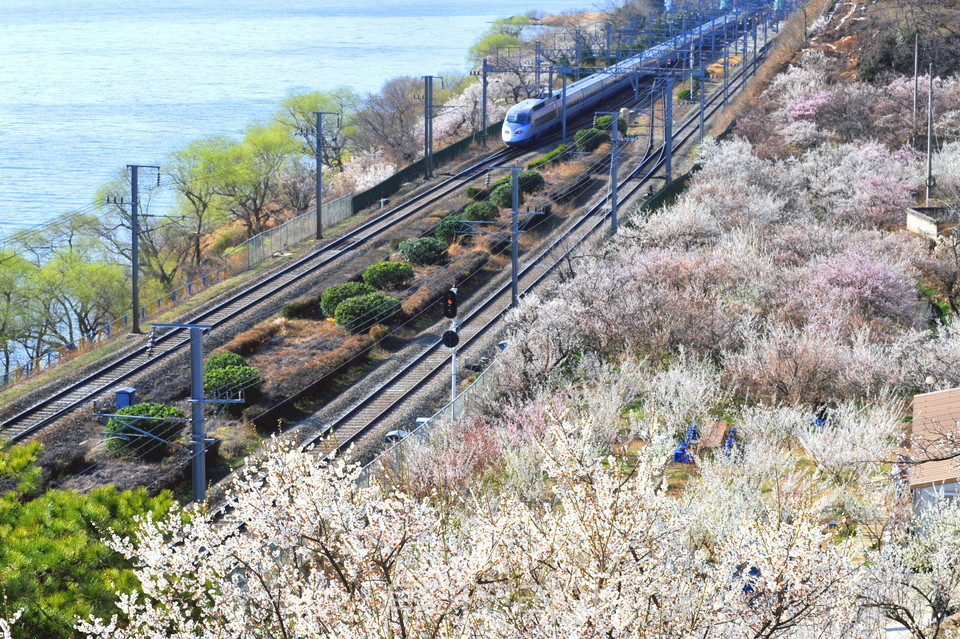 양산 원동매화마을/사진-양산