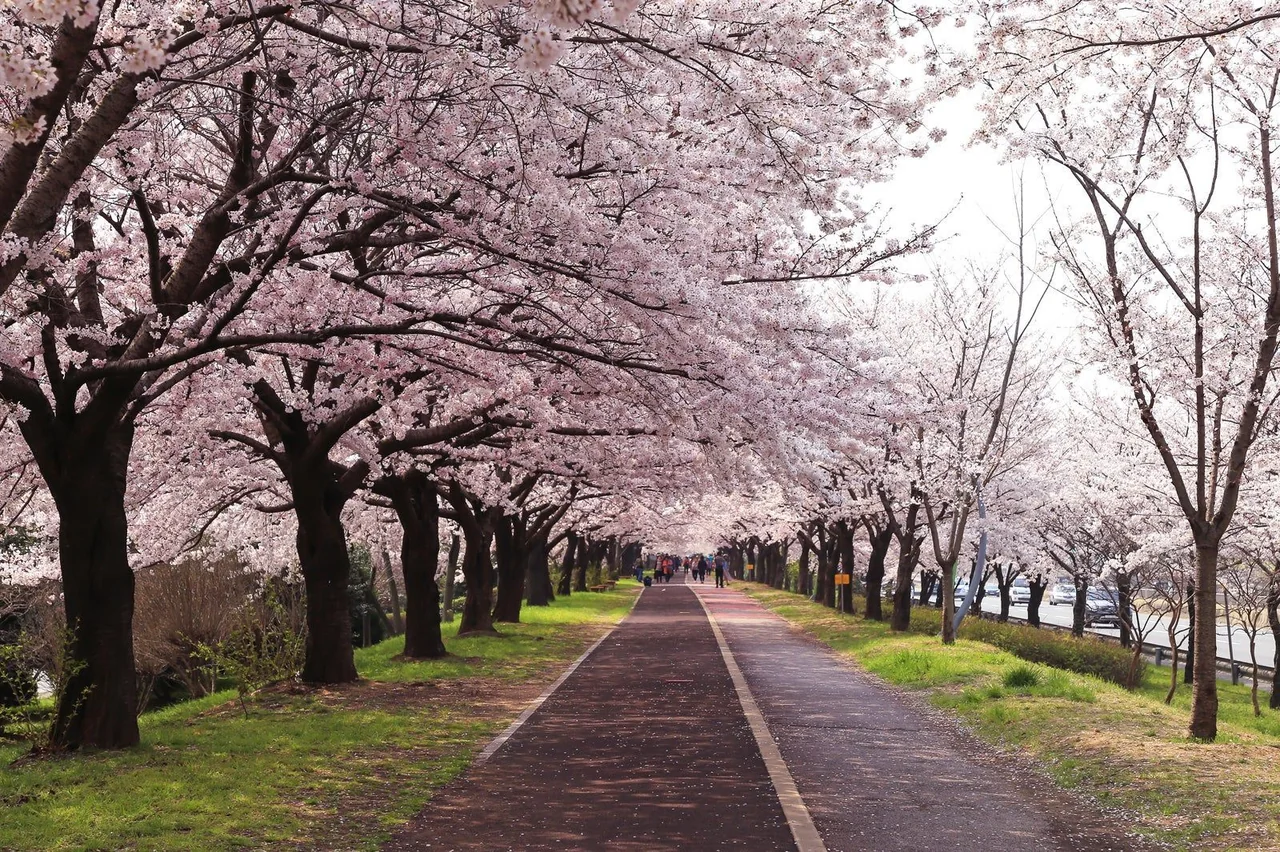 /사진=호텔스닷컴, 국내 봄 여행 '벚꽃 여행 가이드' 공개