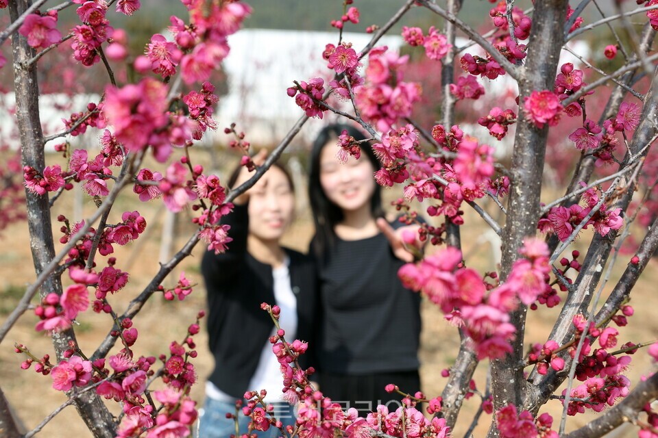 봄 전령사 홍매화도 활짝/사진=강진군