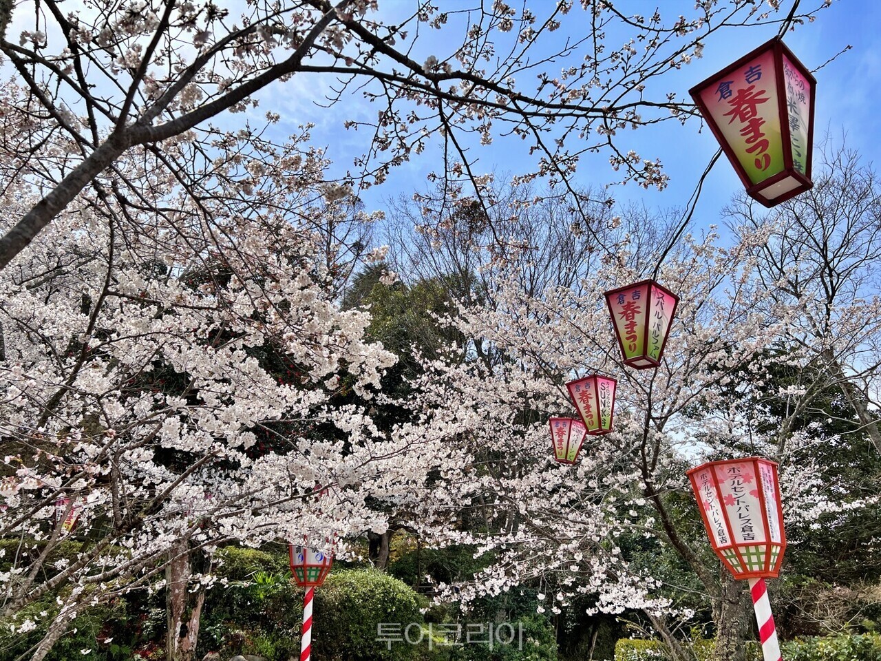 일본 벚꽃풍경 / 사진-이스턴크루즈