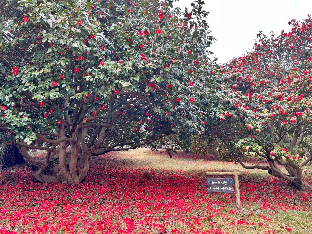   서천 마량리 동백나무 숲  /사진-충남도