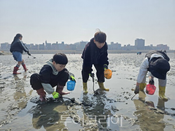 오이도 어촌체험휴양마을 갯벌체험에 참가해 조개 캐는 아이들/사진=시흥시