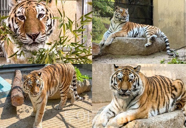 시베리아호랑이 ‘미호’ /사진=서울대공원